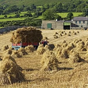 Oat stooks, Knockshee, Mourne Mountains, County Down, Ulster, Northern Ireland, United Kingdom, Europe