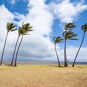 Palm trees, Kakahaia Beach Park, island of Molokai, Hawaii, United States of America, Pacific