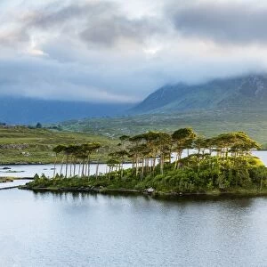 Pine Island on Derryclare Lake, Connemara, County Galway, Connacht province, Republic of Ireland