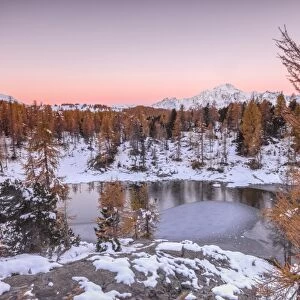 Pink sky at sunrise frames the frozen Lake Mufule surrounded by woods, Malenco Valley