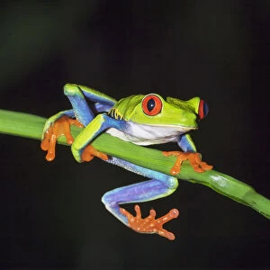 Red eyed tree frog (Agalychins callydrias) on green stem, Sarapiqui, Costa Rica