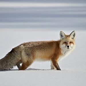 Red fox (Vulpes vulpes) (Vulpes fulva) in the snow in winter, Grand Teton National Park