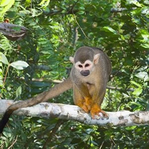 Squirrel monkey (Saimiri sciureus), Amazon state, Brazil, South America