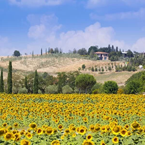 Sunflowers and blue skies in Tuscany countryside near Siena, Tuscany, Italy, Europe