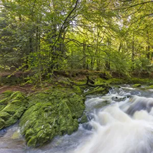 Tollymore Forest Park, Shimna River, County Down, Ulster, Northern Ireland