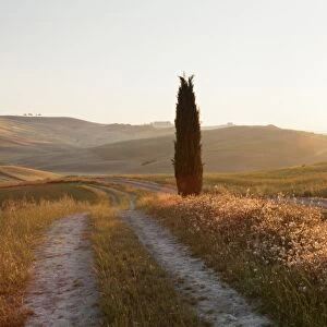 Tuscan landscape with cypress tree at sunrise, near San Quirico, Val d Orcia (Orcia Valley)