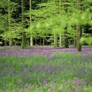 Wild flowers in spring, 100 Acres, Forest of Bere, Hampshire, England, United Kingdom
