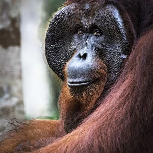 Bornean Orangutan, pongo pygmaeus, Tanjung Puting National Park, central Kalimantan