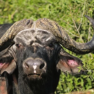 Buffalo, Syncerus caffer, Chobe National Park, Botswana, Africa