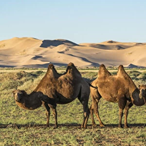 Two camels and sand dunes of Gobi desert in the background. Sevrei district, South Gobi province