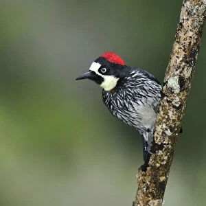 Central America, Costa Rica, Bird perched on a branch in the jungle