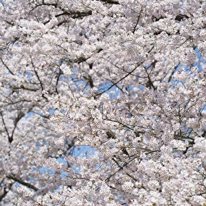 Cherry trees in blossom in Koraku-en Garden, Okayama, Okayama Prefecture, Japan