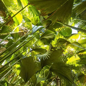 Coco de Mer palms, Vallei de Mai, Praslin, Seychelles