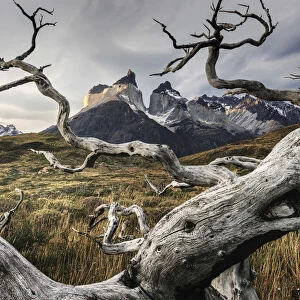 Cuernos del Paine framed by a dead tree in the Torres del Paine National Park, Patagonia