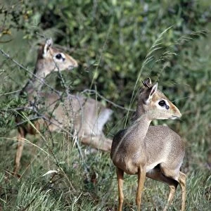 Two dikdiks in the Samburu National Reserve of Northern Kenya