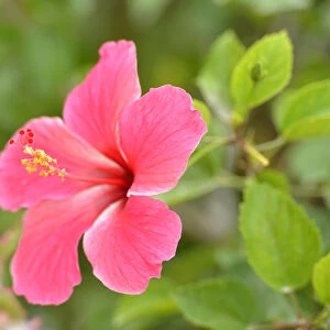 Hibiscus Flower, Belize City, Belize, Central America