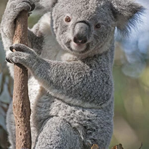 Koala (Phascolarctos Cinereous) on Eucalyptus tree, Brisbane, Queensland, Australia