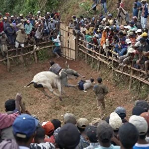 A large crowd of Malagasy people watch a zebu Savika