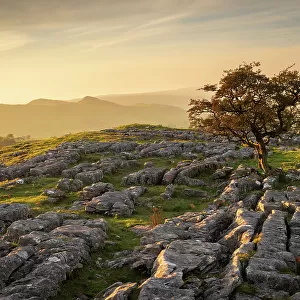 Lone windswept hawthorn tree on a limestone pavement at Winskill Stones, near Settle in the Yorkshire Dales, England. Autumn (October) 2023