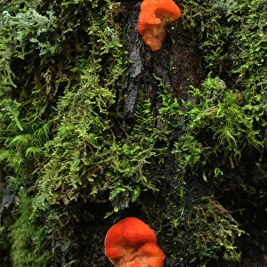 Oceania, Australia, Tasmania, fungus on a mossy tree