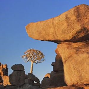 Quiver tree (Kokerboom) and bizarr rocks - Namibia, Karas, Keetmanshoop