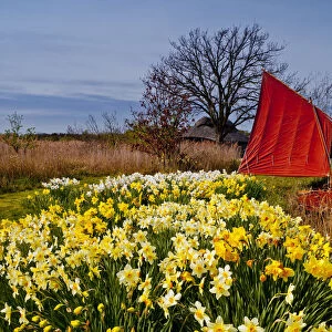 Red Sailboat & Daffodils, Hickling, Norfolk, England