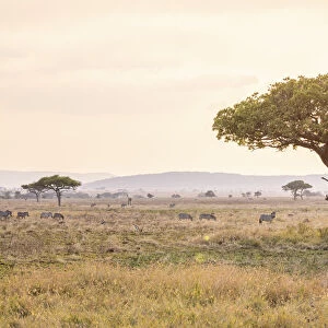 Serengeti landscape, Serengeti National Park, Tanzania