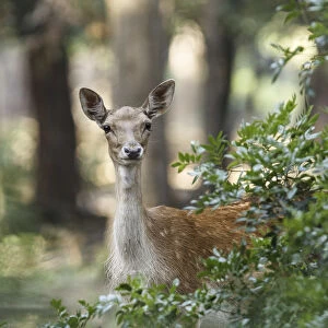 Tuscan, Italy. Roe Deer
