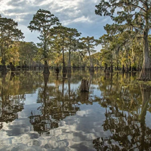 USA, South, Louisiana, Atchafalaya basin, Bald Cypress swamp
