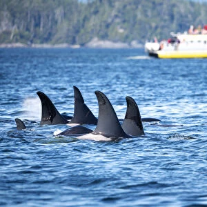 Wild Killer Whale Watching at Vancouver Island, British Columbia, Canada. Pod and boat