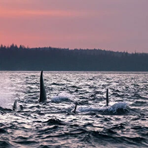 Wild Killer Whale Watching at Vancouver Island, British Columbia, Canada. Sunset