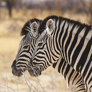 Zebras in Etosha, Namibia, Africa