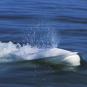 Adult Beluga (Delphinapterus leucas) surfacing in the Churchill River, Manitoba, Canada
