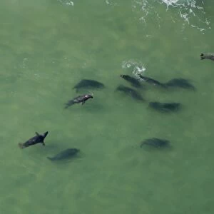 Aerial of Atlantic Grey Seals. Gulf of Maine, USA (rr)
