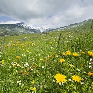 Alpine flowers in a mountain meadow above Flims Switzerland warming temperatures are causing population fluctuations and changeing flowering patterns in many alpine