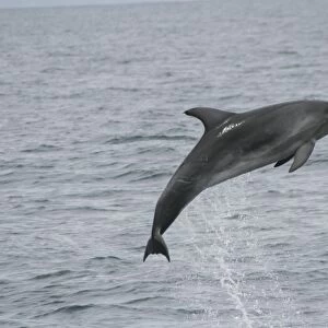 Bottlenose dolphin leaping clear of the water
