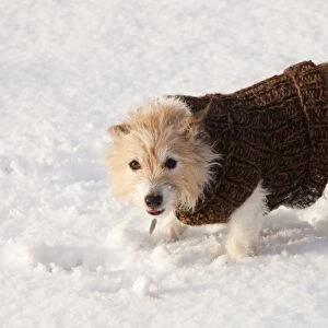 A dog playing in the snow in Ambleside UK