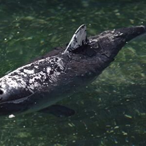 Harbour porpoise (Phocoena phocoena) in rehabilitation centre, having been rescued from fishing weir, with cream on its back and fin to relieve sun burn. Cape Cod, USA
