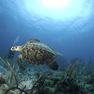 Hawksbill Turtle (Eretmochelys imbriocota), swimming over coral reef, Little Cayman Island, Cayman Island, Caribbean