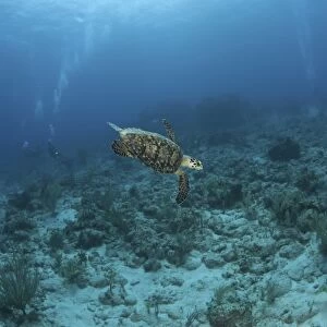 Hawksbill Turtle (Eretmochelys imbriocota), swimming over coral reef with underwater photographer, Cayman Brac, Cayman Island, Caribbean