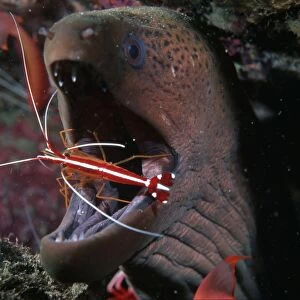 Moray eel with cleaner shrimp (Gymnothorax sp)