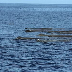 Pod of logging sperm whales with group of Peponocephala. (Physeter macrocephalus). North of Isabela Island, Galapagos