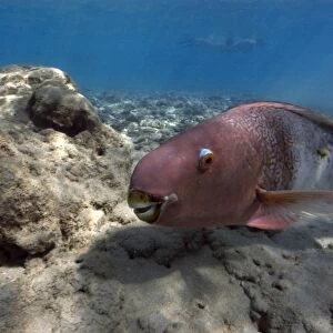 Redlip parrotfish, Scarus rubroviolaceus, Hanauma Bay, Oahu, Hawaii