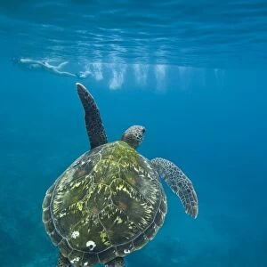 A snorkeler and a green sea turtle (Chelonia mydas) in the protected marine sanctuary at Honolua Bay on the northwest side of the island of Maui, Hawaii, USA. The range of this species extends throughout tropical and subtropical seas around the
