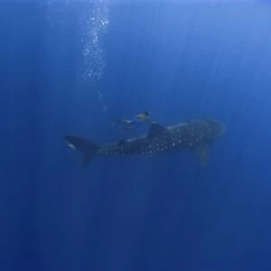 Whale shark, Rhincodon typus, and free diver, St. Peter and St. Pauls rocks, Brazil, Atlantic Ocean