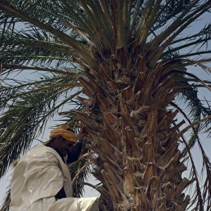 ALGERIA Man climbing date palm with bare feet