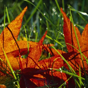 England, Surrey, Cranleigh, Fallen Maple leaves in Autumn colours