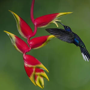 A male Violet Sabrewing Hummingbird feeds on the nectar of the flower of a tropical