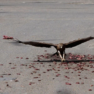A black kite flies past a cat to catch a piece of meat, left by people who believe
