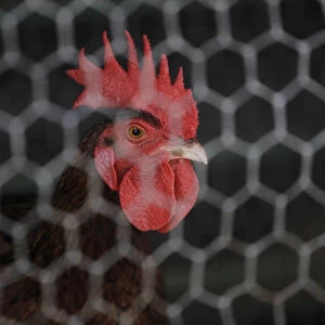 A cockerel in its enclosure at a fighting cock breeding center on the outskirts of Havana